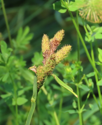 Carex mertensii (Merten's Sedge) (alternate view 4)