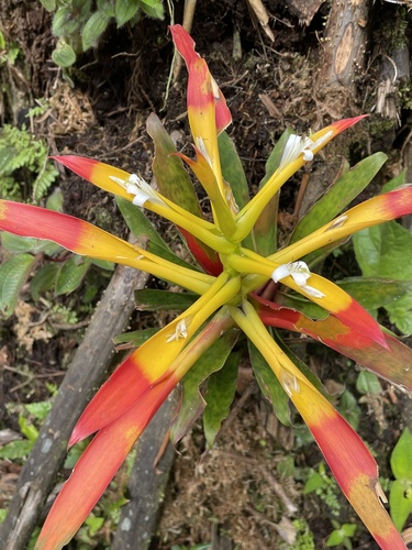 Guzmania (Guzmania) (alternate view 5)
