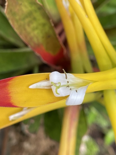 Guzmania (Guzmania) (alternate view 6)
