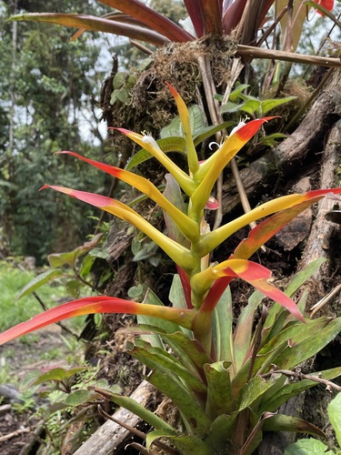 Guzmania (Guzmania) (alternate view 7)