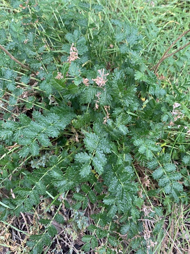 Acaena echinata (Sheep's Burr)