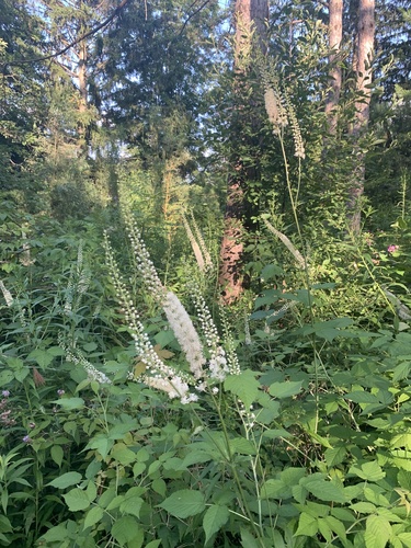 Actaea racemosa (Black Cohosh)