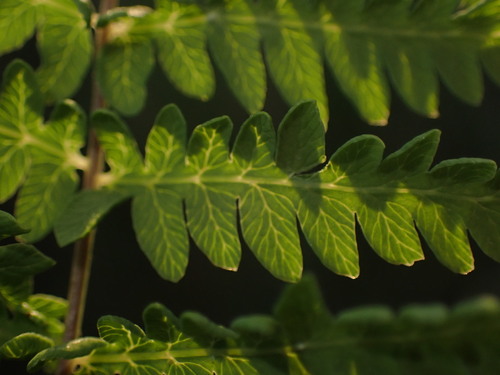 Thelypteris palustris (marsh fern) (alternate view 5)