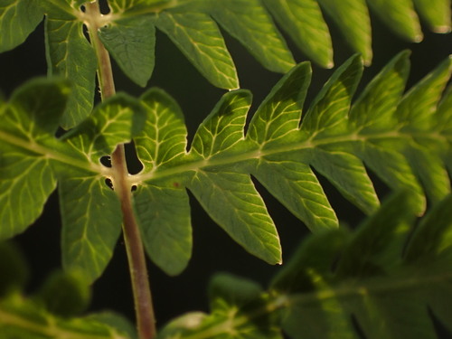 Thelypteris palustris (marsh fern) (alternate view 2)