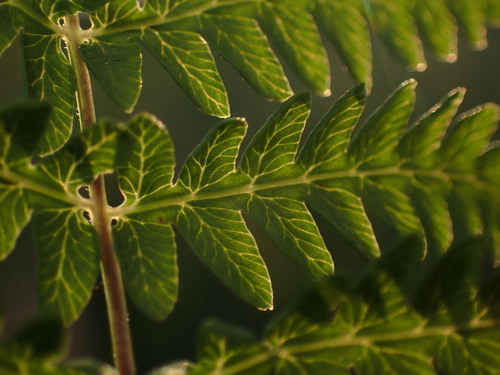 Thelypteris palustris (marsh fern)