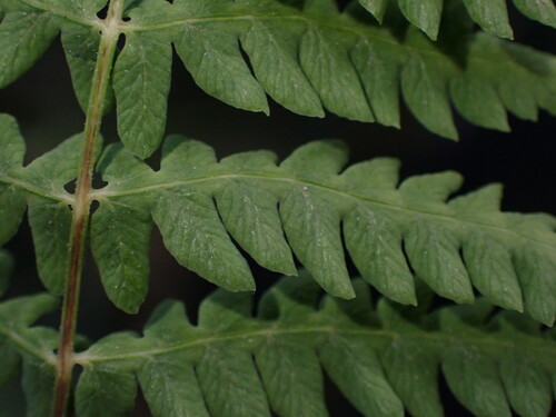 Thelypteris palustris (marsh fern) (alternate view 3)