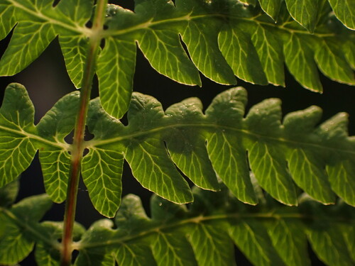 Thelypteris palustris (marsh fern) (alternate view 4)