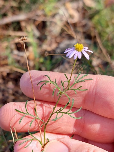 Brachyscome multifida (cut-leaved daisy) (alternate view 5)