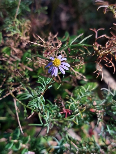Brachyscome multifida (cut-leaved daisy) (alternate view 4)