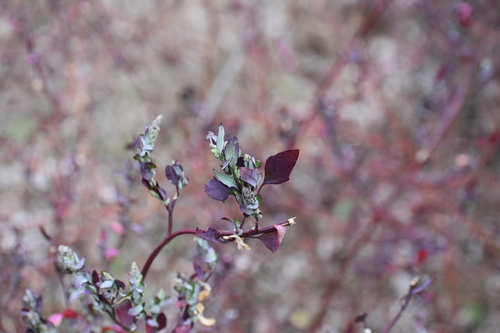 Chenopodium album (lambsquarters)