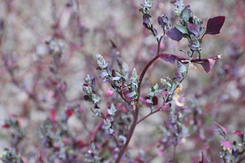 Chenopodium album (lambsquarters) (alternate view 2)