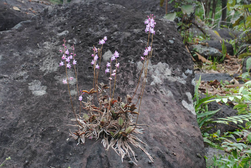 Phalaenopsis (Moth Orchid) (alternate view 3)