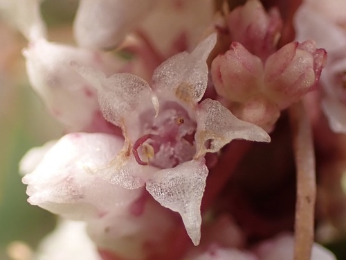 Cuscuta epithymum (Clover Dodder)
