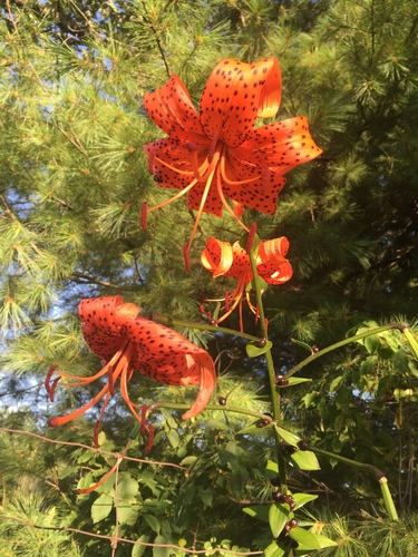 Lilium lancifolium (tiger lily) (alternate view 8)