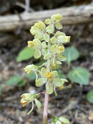 Pyrola picta (white-veined wintergreen) (alternate view 5)