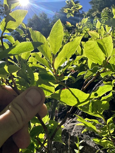 Vaccinium membranaceum (Black Huckleberry)