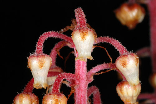Pterospora andromedea (woodland pinedrops) (alternate view 8)