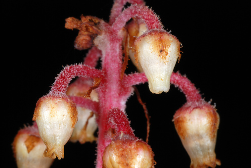 Pterospora andromedea (woodland pinedrops) (alternate view 9)