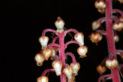 Pterospora andromedea (woodland pinedrops) (alternate view 10)