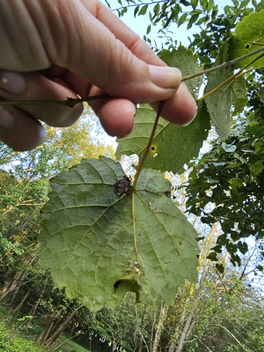 Vitis vulpina (frost grape) (alternate view 4)