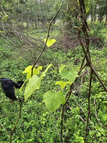Vitis vulpina (frost grape) (alternate view 5)