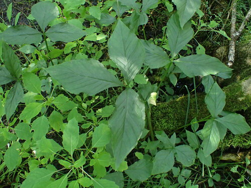 Arisaema (jack-in-the-pulpits and cobra lilies) (alternate view 5)