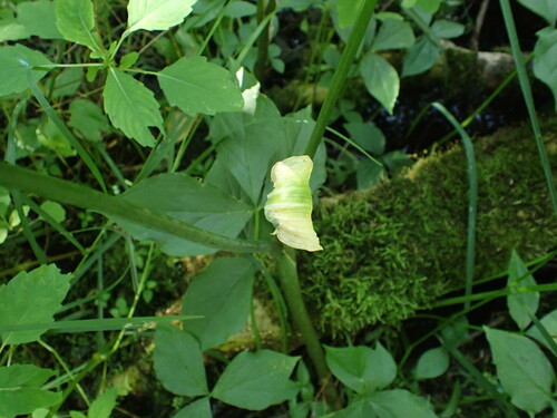 Arisaema (jack-in-the-pulpits and cobra lilies) (alternate view 6)