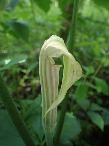 Arisaema (jack-in-the-pulpits and cobra lilies) (alternate view 7)