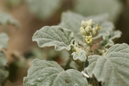 Chrozophora tinctoria (dyer's croton) (alternate view 5)