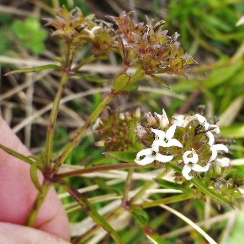Stenaria nigricans (diamond-flowers) (alternate view 5)