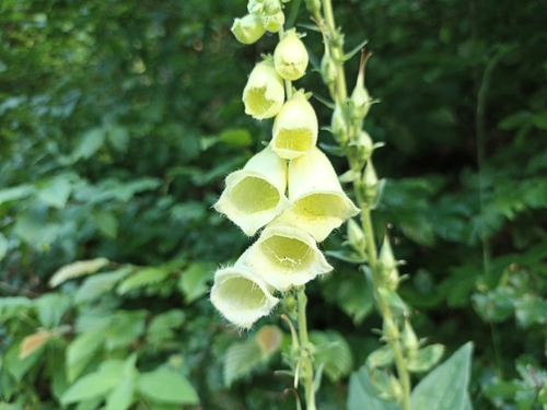 Digitalis grandiflora (Large Yellow Foxglove)