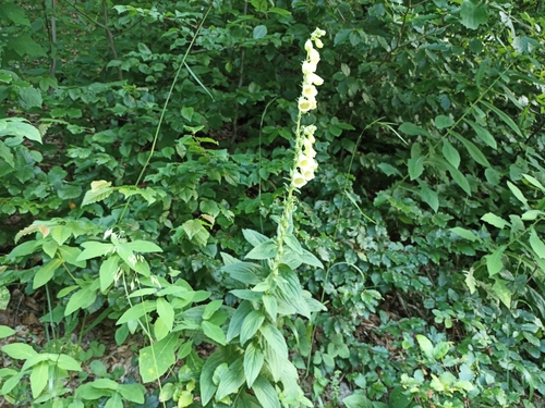 Digitalis grandiflora (Large Yellow Foxglove)