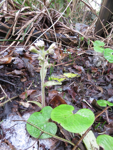 Petasites pyrenaicus (Winter Heliotrope)