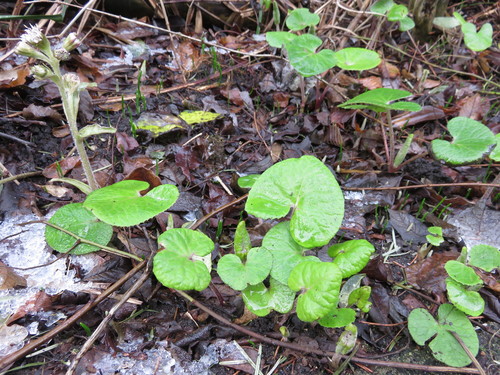 Petasites pyrenaicus (Winter Heliotrope)
