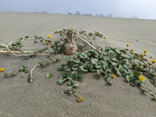 Abronia latifolia (Yellow Sand Verbena) (alternate view 6)