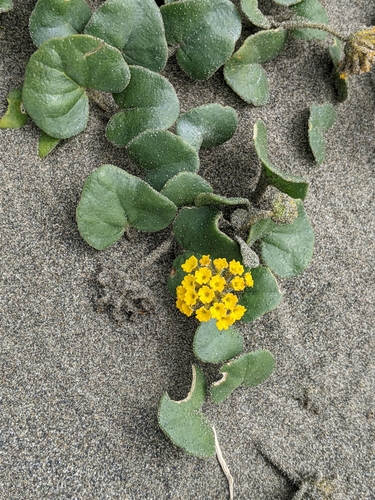 Abronia latifolia (Yellow Sand Verbena) (alternate view 7)