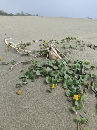 Abronia latifolia (Yellow Sand Verbena) (alternate view 8)