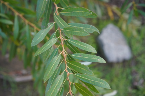 Salix lasiolepis (Arroyo Willow) (alternate view 6)