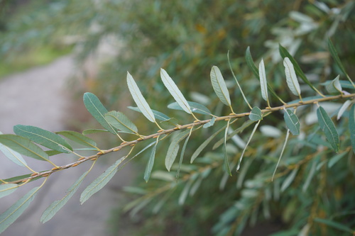 Salix lasiolepis (Arroyo Willow) (alternate view 7)