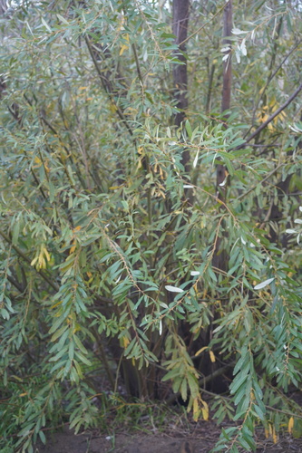 Salix lasiolepis (Arroyo Willow) (alternate view 8)
