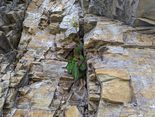 Nabalus (rattlesnake roots)