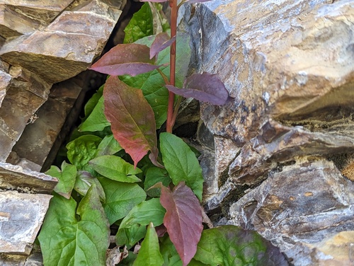 Nabalus (rattlesnake roots) (alternate view 3)