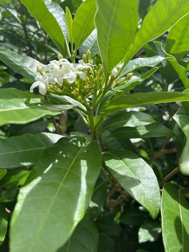 Tabernaemontana pandacaqui (Banana Bush) (alternate view 9)