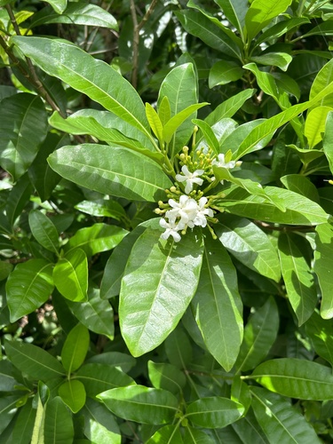 Tabernaemontana pandacaqui (Banana Bush) (alternate view 10)