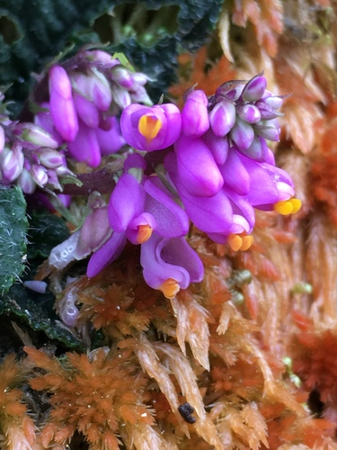 Polygala (Milkworts)
