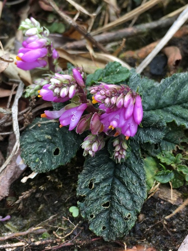 Polygala (Milkworts) (alternate view 2)