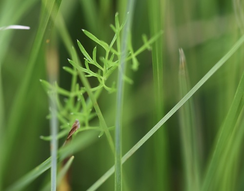 Meum athamanticum (alternate view 14)