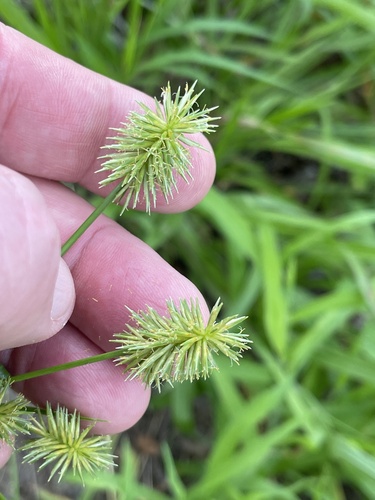 Cyperus strigosus (straw-colored flatsedge) (alternate view 2)