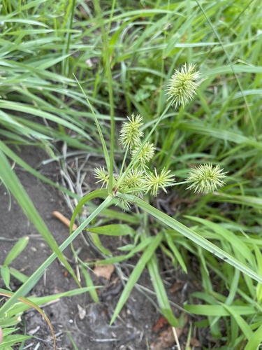 Cyperus strigosus (straw-colored flatsedge) (alternate view 3)