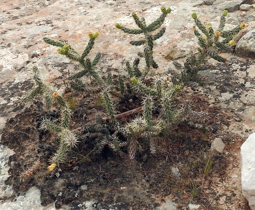 Cylindropuntia (chollas) (alternate view 6)
